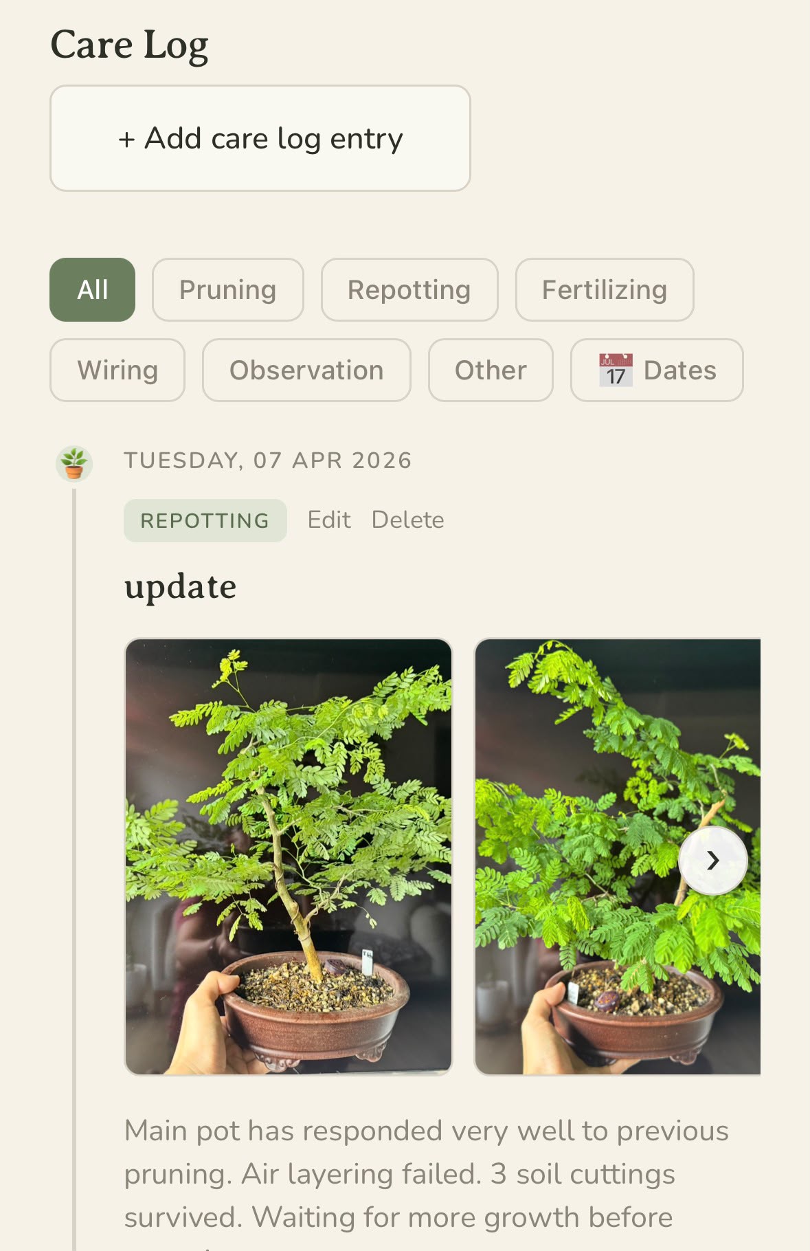 A tree's care timeline